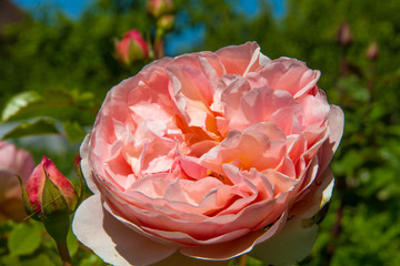 Rosa 'Abraham Darby'