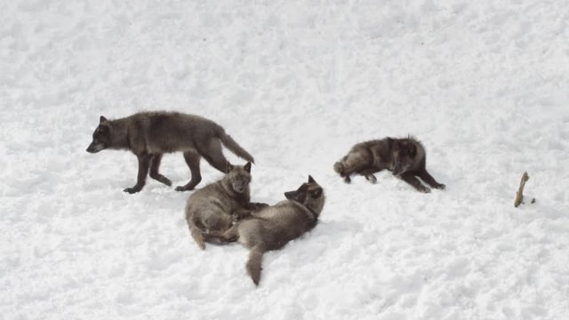 Black wolf pack in snow one individual walks off camera 