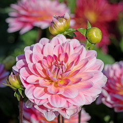 Blühende Dahlien