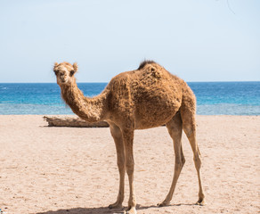 camel in sinai
