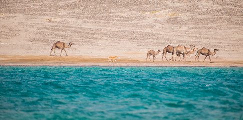 camels in sinai