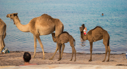 camels in sinai