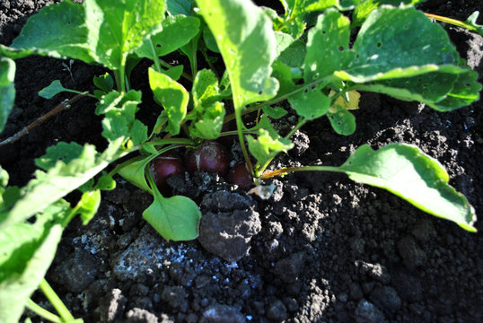 Radish plant growing in black earth, organic farming, rows in the field, close up