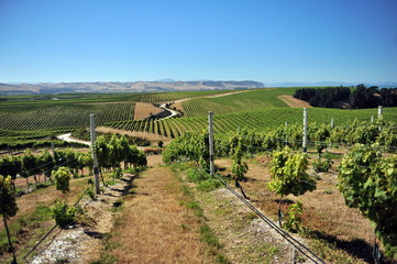 Fototapeta na wymiar New Zealand. Vineyards of Marlborough