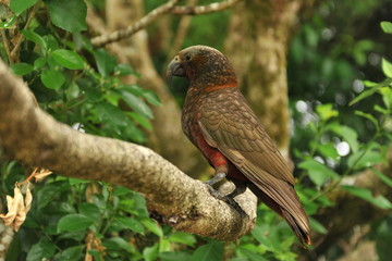 Parrot Kaka lives in New Zealand
