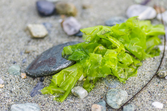 Fototapeta Seaweed on the beach Leptokarya 