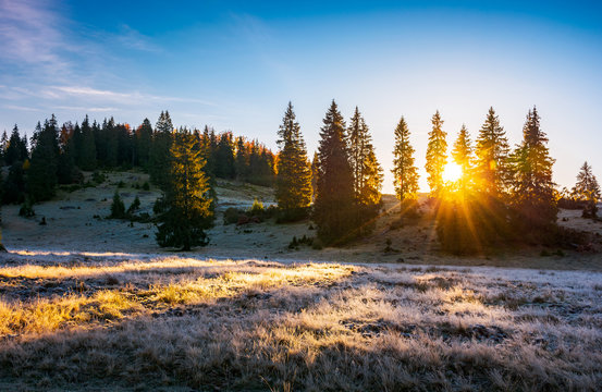 sunrise in the forests of Apuseni Natural Park. gorgeous autumn scenery among the spruce trees on the grassy hillside meadow in dew. beautiful landscape in mountains of Romania