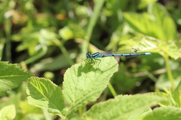 Dragonfly