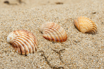 Tres conchas en la arena