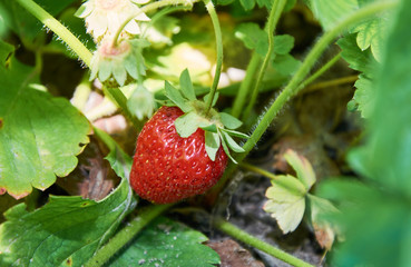 Red juicy strawberry growing