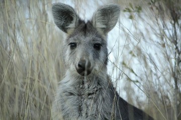 Mother Wallaby in the dry grass on a farm in Tamworth, Rural Australia © fieldofvision