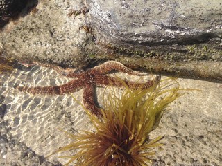 Close up of starfish