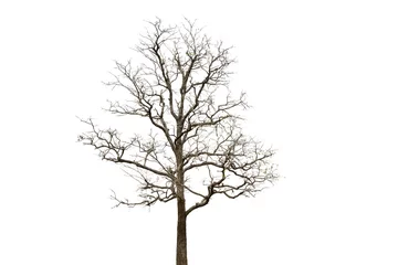 Foto op Plexiglas Deciduous tree isolated on white background. © popetorn