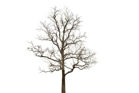Deciduous tree isolated on white background.
