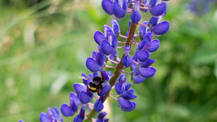 Beautiful wild lupinus flowers with flying bumblebee. Background with blue or violet flowers and insect