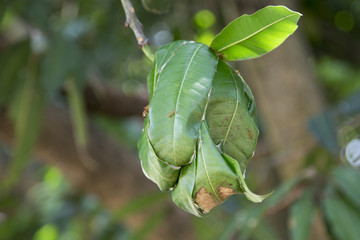 Ant nest in mango tree leaves isolated on blured background.