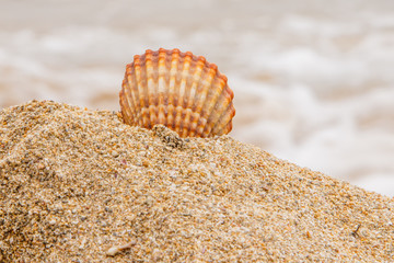 Una concha en la arena II