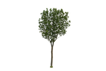 Tree isolated on white background Suitable for use.