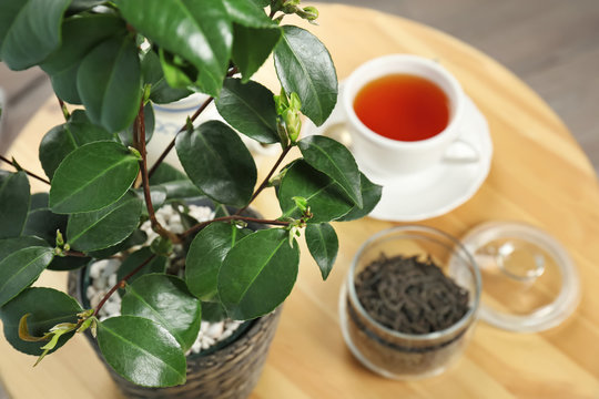 Tea plant with green leaves and hot drink on table