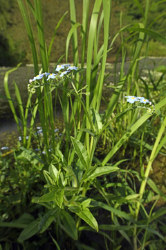 19 Best Vergeet Mij Nietje Images Stock Photos Vectors Adobe Stock