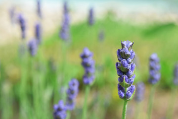Closeup of violet lavender flower lavandula in garden on blurred green grass and plants background with copy space for text at shallow depth of field.