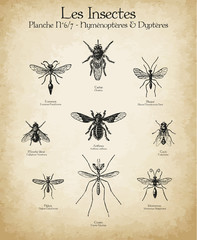 Gravures anciennes insectes N°6/7