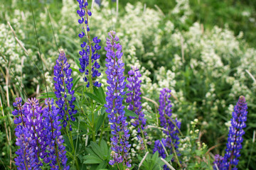 Large-leaved Lupine (Lupinus polyphyllus) in meadow, Moscow region, Russia