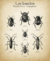 Gravures anciennes insectes N°4/7