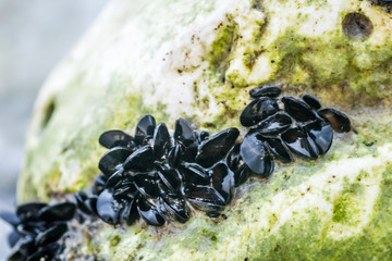 Shells on the stone beach Leptokarya 