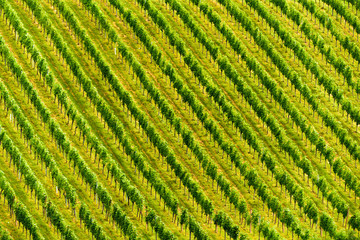 Grapes plantation green rows pattern