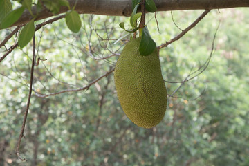 Jackfruit background on a tree.