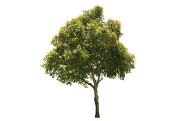 Fototapeta premium Tree isolated on white background Suitable for use.