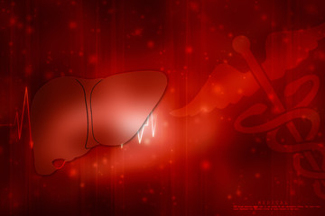 Realistic human liver 2d illustration
