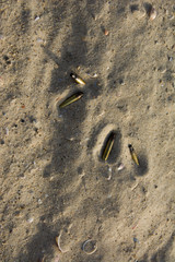 Fototapeta na wymiar Shell casing of automatic weapons on the sand. signs of war