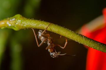 drops reflect with ant.