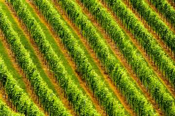 Grapes plantation green rows pattern