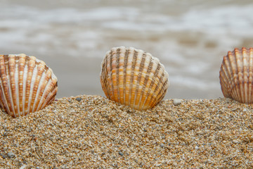 Entre la arena y las olas II