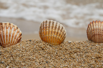 Entre la arena y las olas
