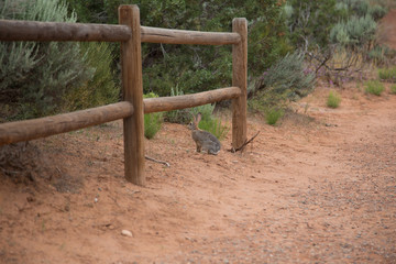 Fototapeta na wymiar Rabbit on a path