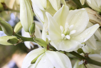 Photo of the branch of white flowers. Close-up