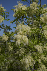 Fraxinus ornus