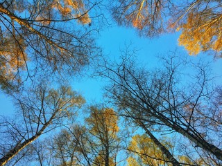 Fototapeta premium Trees II