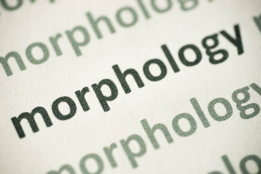 word morfology  printed on paper macro