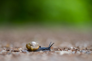 Schnecke