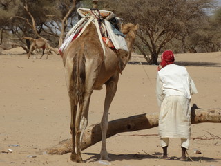 A shepherd and his camel in the Saudi Arabian desert