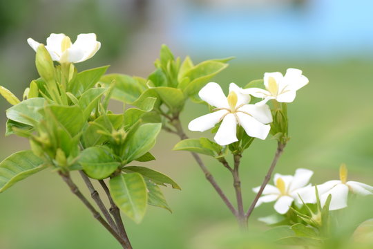 Fototapeta "Cape jasmine" called three big incense trees