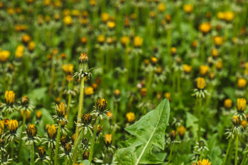 Group of yellow dandelions on green lawn. Small beautiful flowers in grass close up. Textured background of blowball in greenery.
