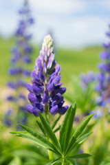 Obraz premium Blooming Lupine flowers - Lupinus polyphyllus - garden or fodder plant