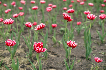 Many beautiful pink blossom tulips on green background close up with copy space. Detailed picturesque landscape of magenta blooming flower in greenfield on sunlight.