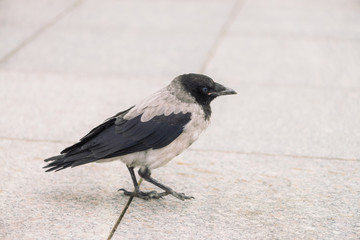 Obraz na płótnie Canvas Small black crow walks on gray sidewalk with copy space. Background of pavement with little raven. Steps of wild bird on asphalt close up. Predatory animal of city fauna.